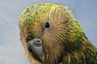 Папуга какапо, або совиний папуга, мешкає в Новій Зеландії і більше не зустрічається ніде на планеті