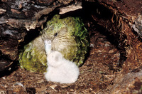 Гнізда папуги будують прямо на землі, під старими деревами або в старих пнях